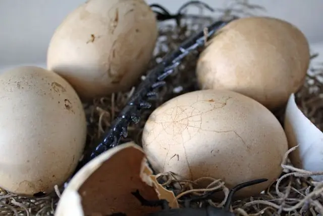 voir des oeufs pourris dans un rêve