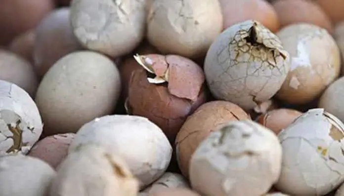 dormir oeufs pourris cassés