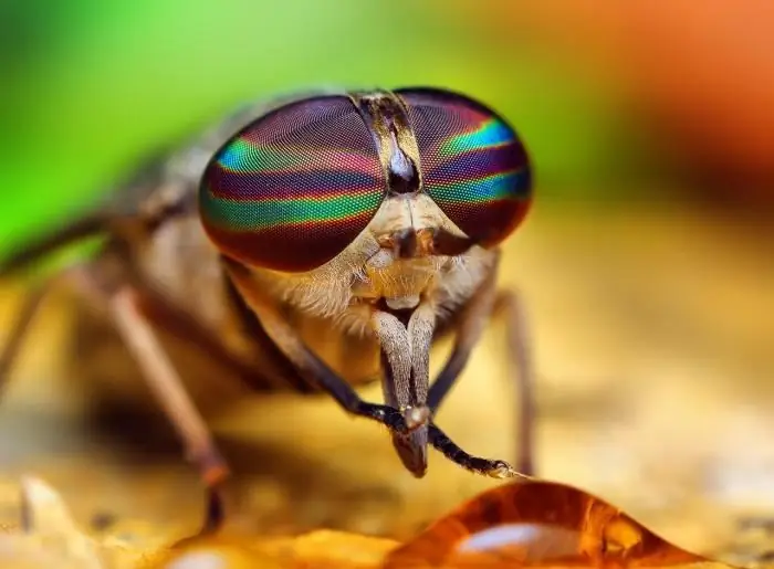 drømmebok fly