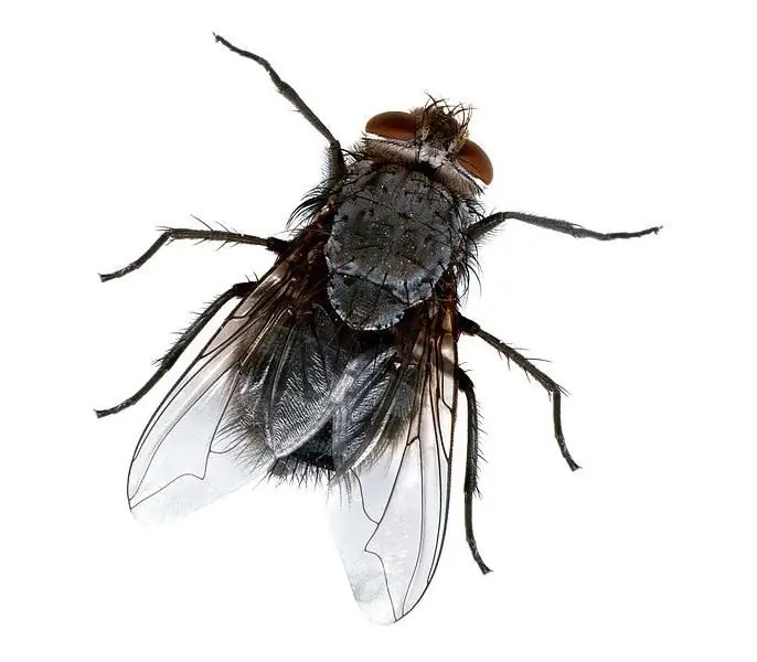 fly drømmebok