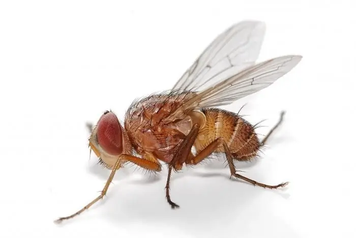 drømmebok fly