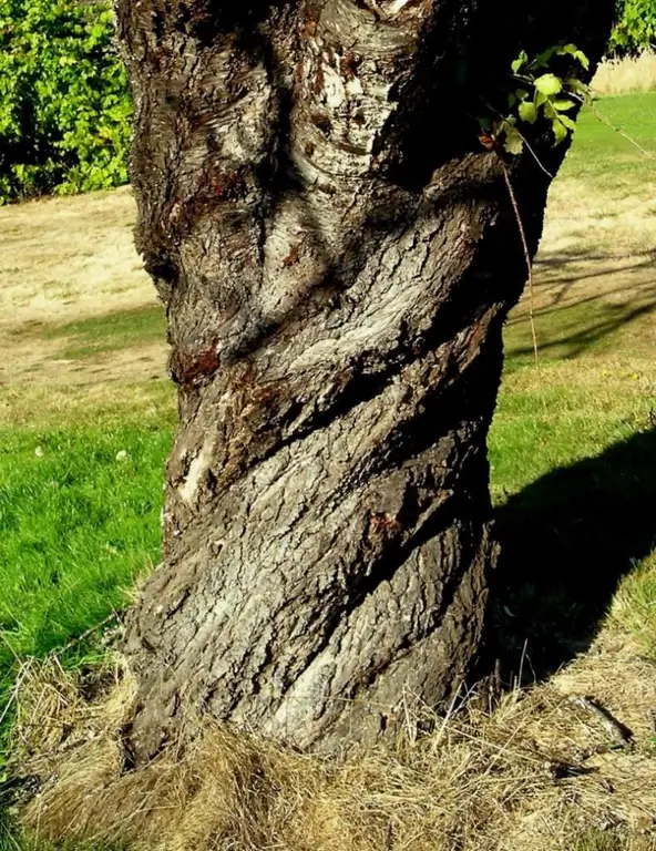 influencia de las zonas geopatógenas en los árboles