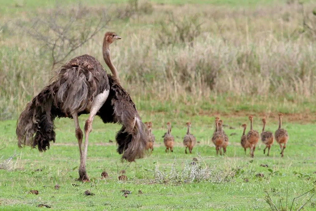 melihat burung unta dalam mimpi